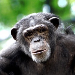 Chimp1