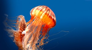 animals-atlanticjelly-header-web