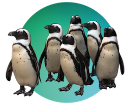 penguincircle